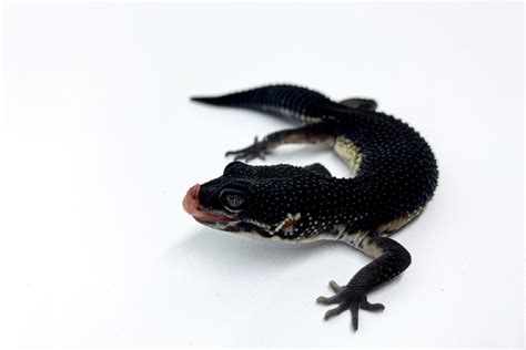 Black Night Leopard Gecko Price